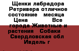 Щенки лабрадора Ретривера отличное состояние 2 месяца › Цена ­ 30 000 - Все города Животные и растения » Собаки   . Свердловская обл.,Ивдель г.